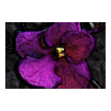Very Violet Violet posters by Calicoast Very Violet Violet posters