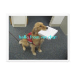 vet chat postcards