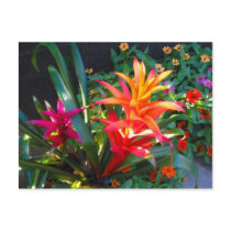 Vibrance postcards