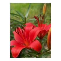 vibrant beauty - by W. Michael Ley - ... posters by explorermediaworks vibrant beauty - by W. Michael Ley - ... posters