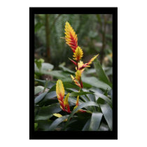 Vibrant Blooms posters by kimboj1 Vibrant Blooms posters