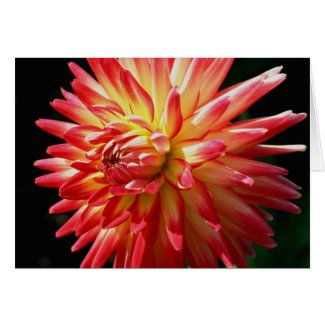 Vibrant Dahlia Flower Photo Greeting Or Note Card card