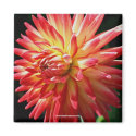Vibrant Dahlia Flower Photo Magnet