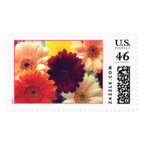 Vibrant Daisies Photo Stamp
