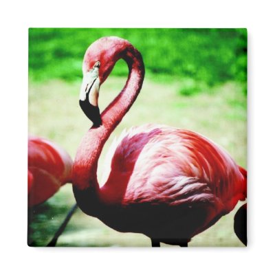 Vibrant Flamingo Magnet by jesseesuem