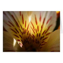 Vibrant flower cards