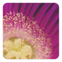 Vibrant Flower Stickers stickers
