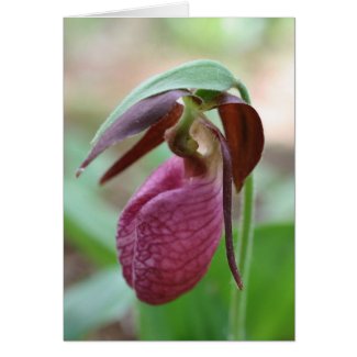 Vibrant Lady Slipper Flower Greeting Or Note Card card