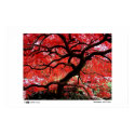 Vibrant Leaves - Photo of the Year Finalist posters by photooftheyear Vibrant Leaves - Photo of the Year Finalist posters