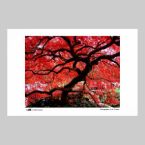 Vibrant Leaves - Photo of the Year Finalist posters