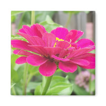 vibrant magnets by kirksey vibrant magnets