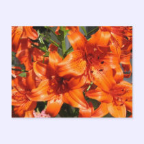 Vibrant Orange Tiger Lilies postcards