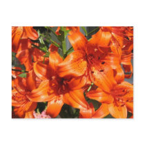 Vibrant Orange Tiger Lilies postcards by charlesblack7 Vibrant Orange Tiger Lilies postcards