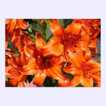 Vibrant Orange Tiger Lilies posters