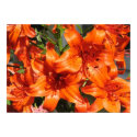 Vibrant Orange Tiger Lilies posters