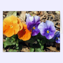 Vibrant Pansies cards