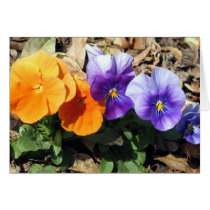 Vibrant Pansies cards by charlesblack7 Vibrant Pansies cards