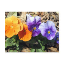 Vibrant Pansies postcards by charlesblack7 Vibrant Pansies postcards