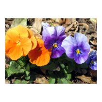 Vibrant Pansies posters