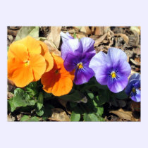 Vibrant Pansies posters