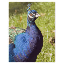 Vibrant Peacock flyers by Ljrigg Vibrant Peacock flyers