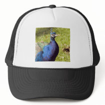 Vibrant Peacock hats