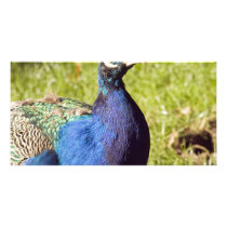 Vibrant Peacock photo cards by Ljrigg Vibrant Peacock photo cards
