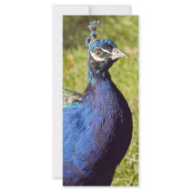 Vibrant Peacock rack cards by Ljrigg Vibrant Peacock rack cards