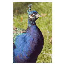 Vibrant Peacock stationery