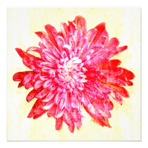 Vibrant pink chrysanthemum flower custom announcement
