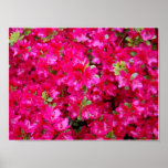 Vibrant Pink Flowers Posters