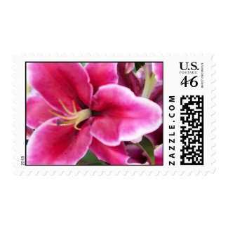 Vibrant Pink Lily stamp
