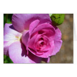 Vibrant Pink Rose Card