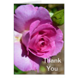 Vibrant Pink Rose Cards