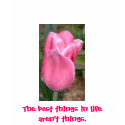 Vibrant pink tulip shirt - colorful and lively by patcallum Vibrant pink tulip shirt - colorful and lively