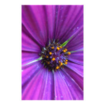 Vibrant Purple Daisy Stationery