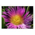 Vibrant Purple Ice Plant Bloom cards by sansuebar Vibrant Purple Ice Plant Bloom cards