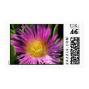 Vibrant Purple Ice Plant Bloom postage by sansuebar Vibrant Purple Ice Plant Bloom postage