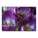 Vibrant Purple Tulips posters