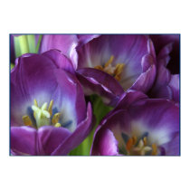 Vibrant Purple Tulips posters