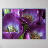 Vibrant Purple Tulips print