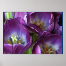 Vibrant Purple Tulips Print