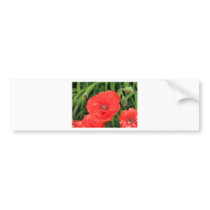 vibrant red poppy bumper stickers
