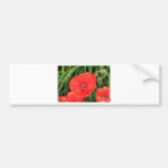 vibrant red poppy bumper sticker