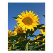 Vibrant Sunflower and Bee in Swiss Field Photo Art