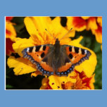 Vibrant Wings Postcard postcards