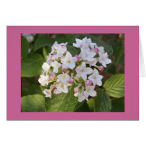 Viburnum blossom greeting cards