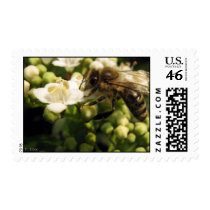Viburnum Stamps