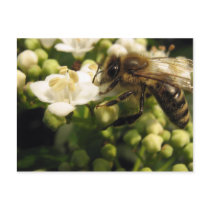 Viburnum Post Card