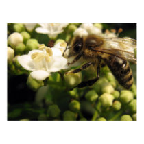 Viburnum posters